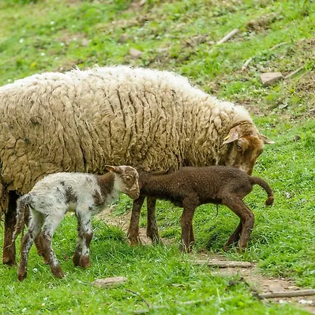別荘 Koenigskerze Wißmannsdorf