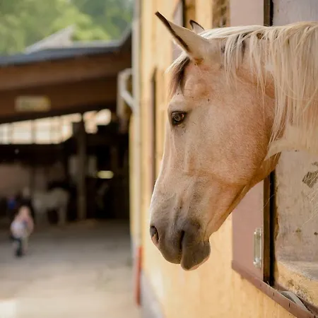 Koenigskerze בית נופש