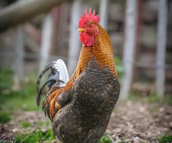 Koenigskerze Casa vacanze *