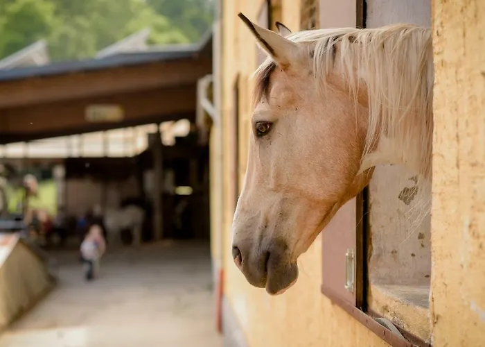 Koenigskerze Casa vacanze